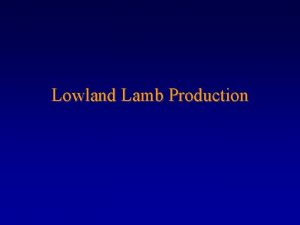 Lowland Lamb Production Breeding Management We are trying