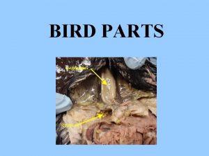 BIRD PARTS These small white pouches on the