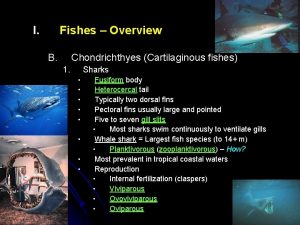 I Fishes Overview B Chondrichthyes Cartilaginous fishes 1