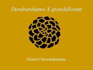 Dendranthema X grandiflorum Florist Chrysanthemum New names for