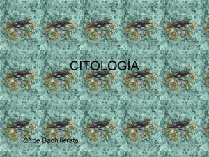 CITOLOGA 2 de Bachillerato CLULA ANIMAL NCLEO NUCLEOLO