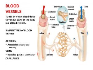BLOOD VESSELS TUBES in which blood flows to