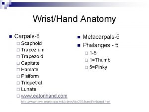 WristHand Anatomy n Carpals8 Scaphoid Trapezium Trapezoid Capitate