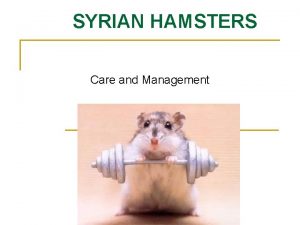 SYRIAN HAMSTERS Care and Management Individual housing Hamsters