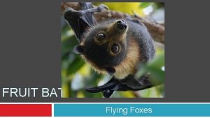 FRUIT BATS Flying Foxes Fruit bats are the