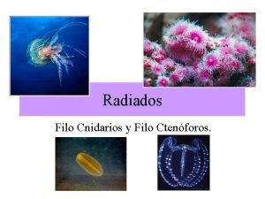 Radiados Filo Cnidarios y Filo Ctenforos Simetra radial