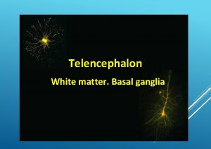 Telencephalon White matter Basal ganglia Telencephalic white matter