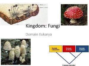 Kingdom Fungi Domain Eukarya Domain Eubacteria Domain Archaea