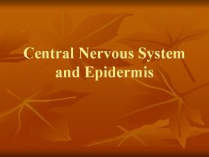 Central Nervous System and Epidermis Neurulation n What