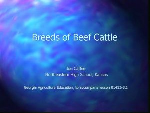 Breeds of Beef Cattle Joe Caffee Northeastern High