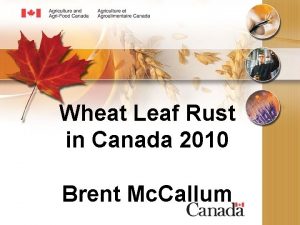 Wheat Leaf Rust in Canada 2010 Brent Mc