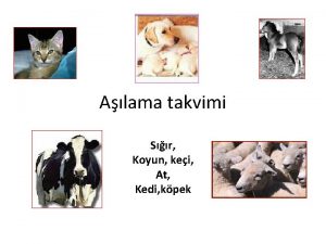 Alama takvimi Sr Koyun kei At Kedi kpek