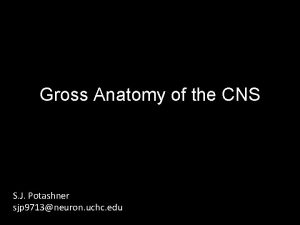 Gross Anatomy of the CNS S J Potashner