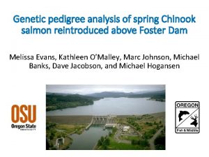 Genetic pedigree analysis of spring Chinook salmon reintroduced