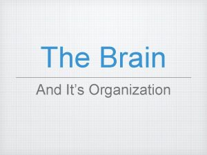 The Brain And Its Organization Brain Regions Cerebrum