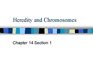 Heredity and Chromosomes Chapter 14 Section 1 Quick