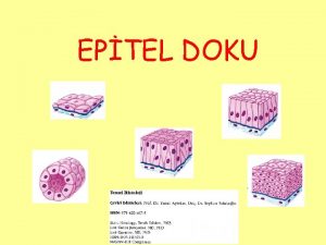 EPTEL DOKU KONU EPTEL DOKU rt Epiteli Tek