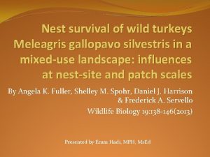 Nest survival of wild turkeys Meleagris gallopavo silvestris