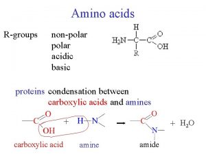 Amino acids Rgroups nonpolar acidic basic proteins condensation