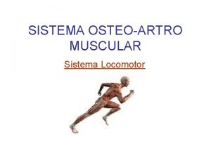 SISTEMA OSTEOARTRO MUSCULAR Sistema Locomotor Locomocin El sistema