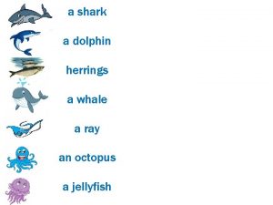 a shark a dolphin herrings a whale a