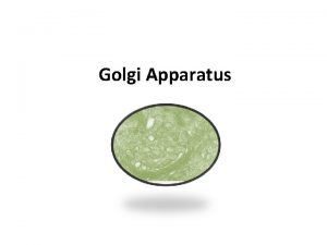 Golgi Apparatus The Golgi Apparatus The Golgi apparatus