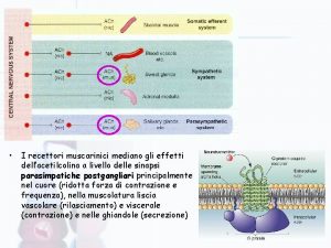 I recettori muscarinici mediano gli effetti dellacetilcolina a