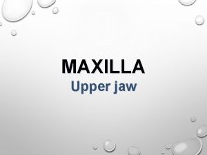 MAXILLA Upper jaw Anatomy Clinical notes Dentoalveolar topography