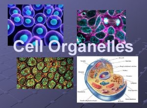 Cell Organelles 2 Types of Cells Plant Cell