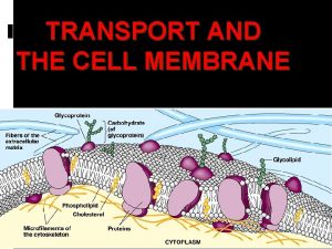 TRANSPORT AND THE CELL MEMBRANE 1 Transport Involves