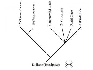 Eudicots Tricolpates Asterid Clade Rosid Clade 24 Viscaceae