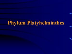 Phylum Platyhelminthes General Characteristics They exhibit bilateral symmetry