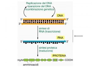 Procarioti Eucarioti RNA m RNA RNA messaggero r
