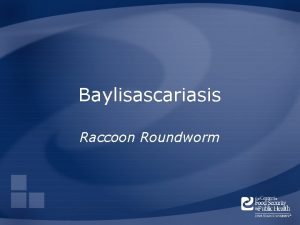 Baylisascariasis Raccoon Roundworm Overview Organism History Epidemiology Transmission