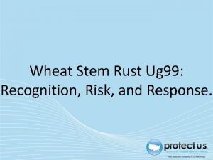 Wheat Stem Rust Ug 99 Recognition Risk and