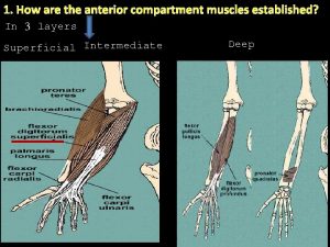 1 How are the anterior compartment muscles established