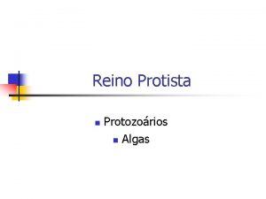 Reino Protista n Protozorios n Algas Morfologia e