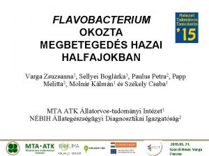 FLAVOBACTERIUM OKOZTA MEGBETEGEDS HAZAI HALFAJOKBAN Varga Zsuzsanna 1