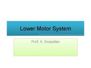 Lower Motor System Prof K Sivapalan Motor output