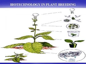 BIOTECHNOLOGY IN PLANT BREEDING Biotechnology The application of