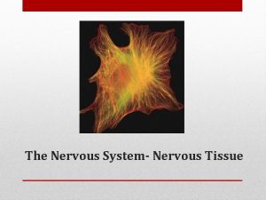 The Nervous System Nervous Tissue The Nervous system