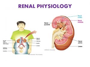 RENAL PHYSIOLOGY Kidneys Reddish brown paired structures lie