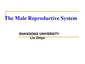 The Male Reproductive System SHANDONG UNIVERSITY Liu Zhiyu