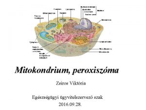 Mitokondrium peroxiszma Zsiros Viktria Egszsggyi gyvitelszervez szak 2016