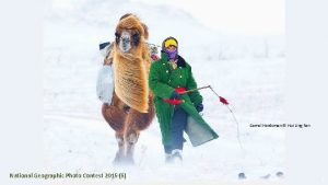 Camel Herdsman Hui Ling Fan National Geographic Photo