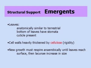 Structural Support Emergents Leaves anatomically similar to terrestrial