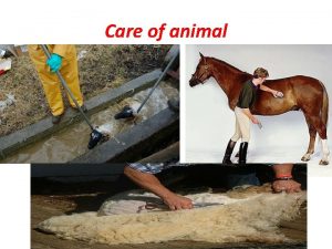 Care of animal Grooming of horse Horse grooming