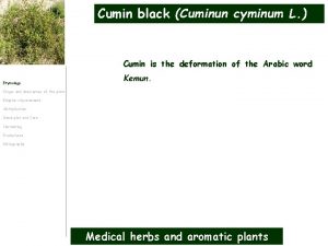 Cumin black Cuminun cyminum L Cumin is the