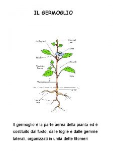 IL GERMOGLIO Il germoglio la parte aerea della