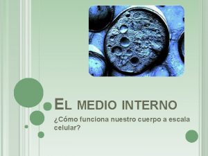 EL MEDIO INTERNO Cmo funciona nuestro cuerpo a